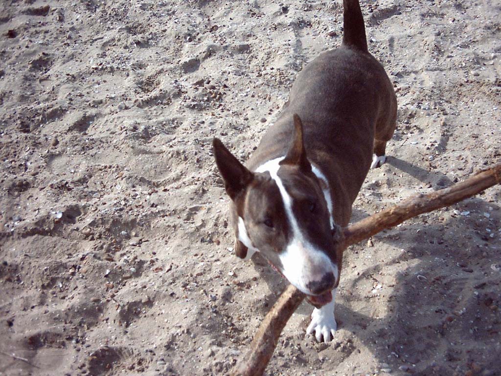 Doggy :-)