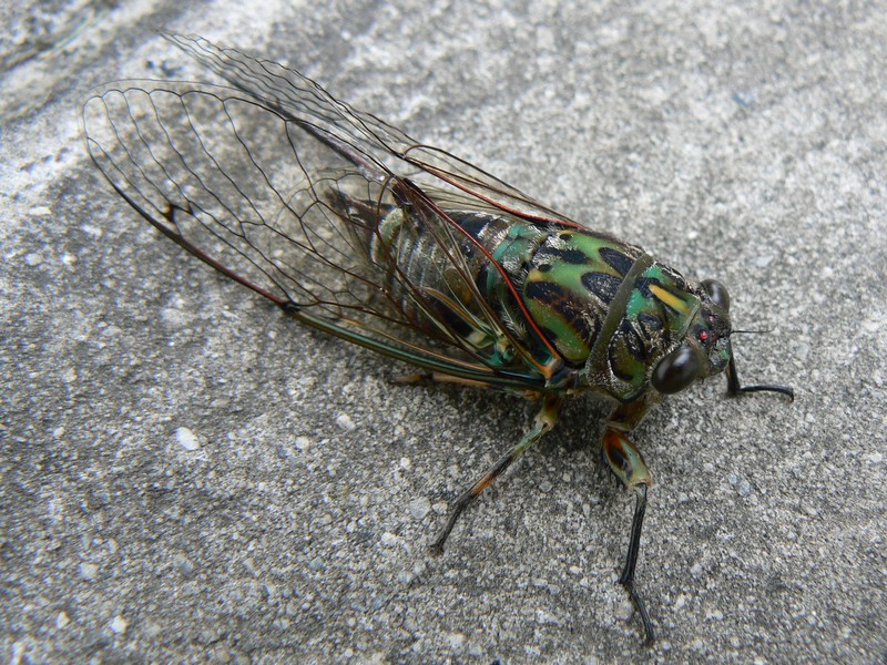 Macro cicada