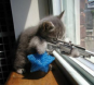 For Mikey Mike - SNIPER KITTY!!!!