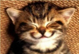 smiley cat