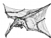 Dracocéphalus Flight configuration