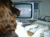 Where are the canine accessibility options?