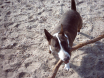 Doggy :-)