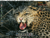 Leopard is available for Classic Amiga too